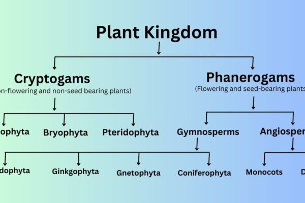 Classification of Plants